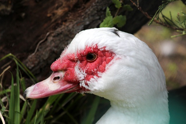 带来了极大 带来了极大